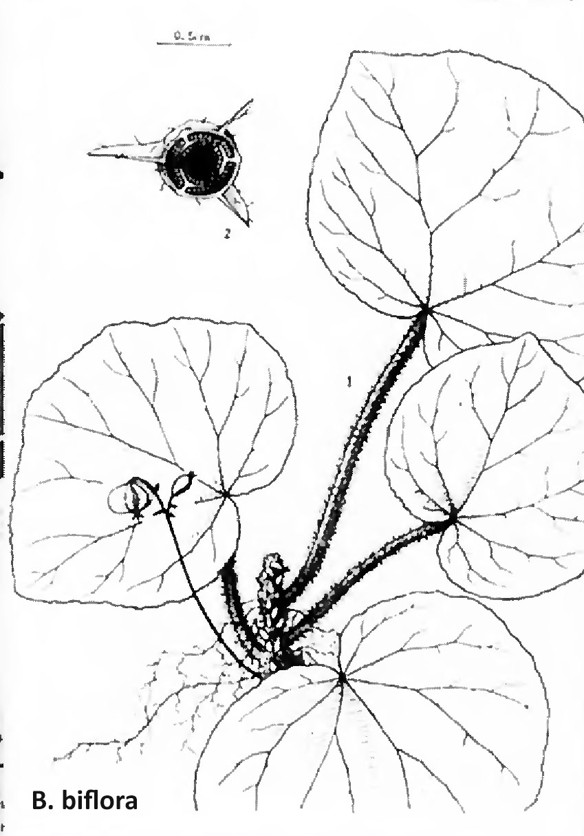 B. biflora